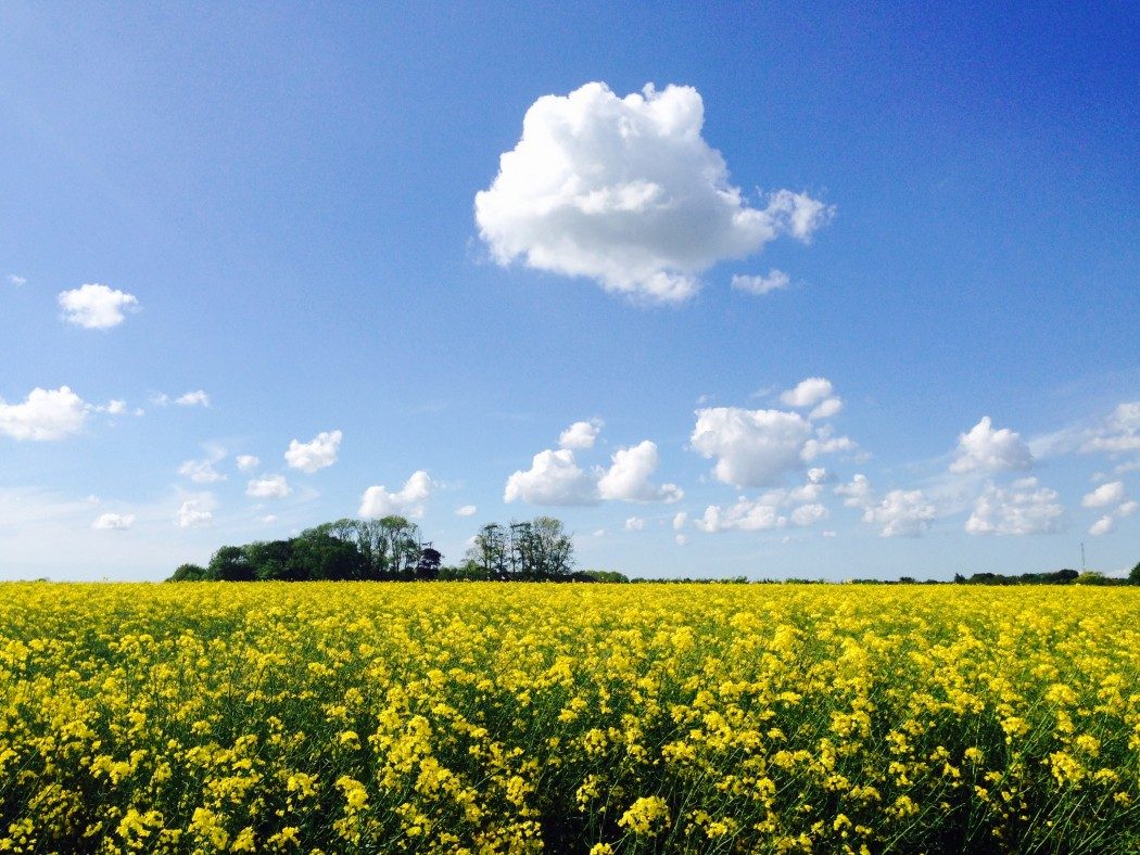 Danske rapsåkre image6 1050x788 - Danske rapsåkre